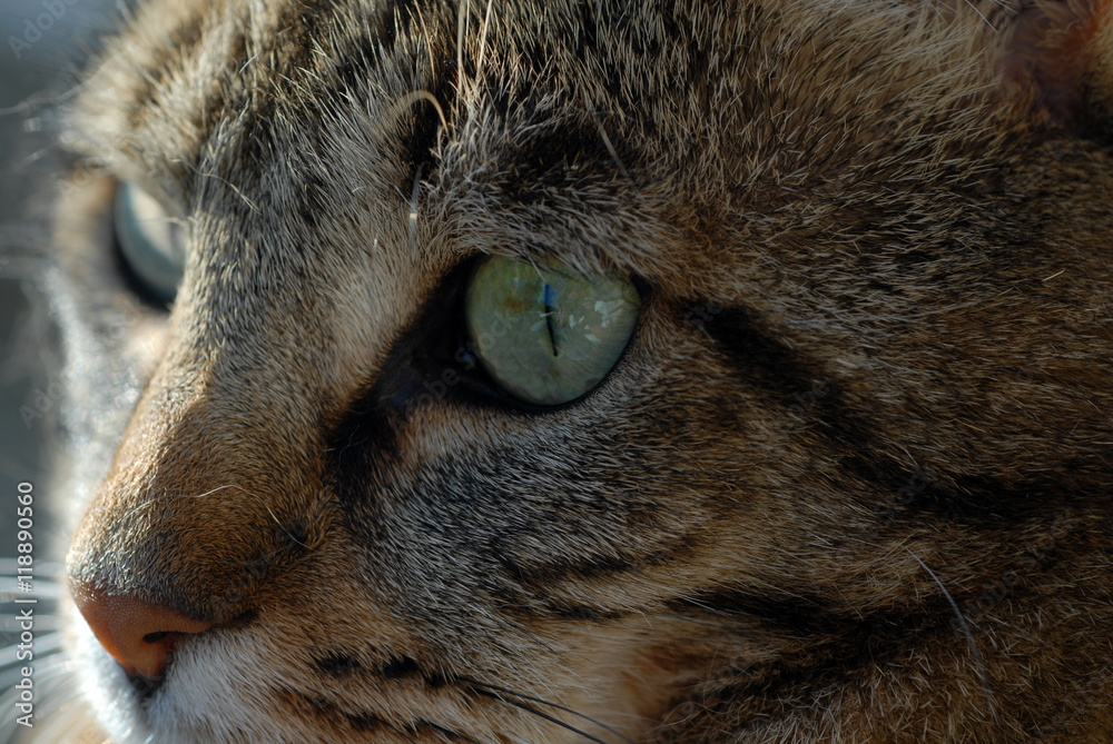 Regard de chat Regard de chat