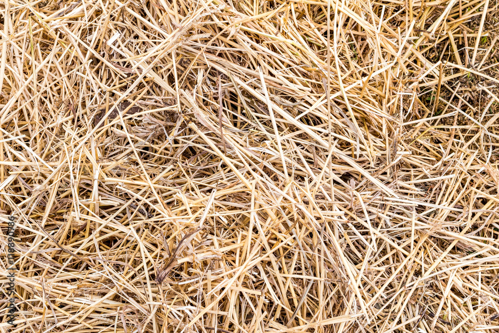 Hay texture background close up