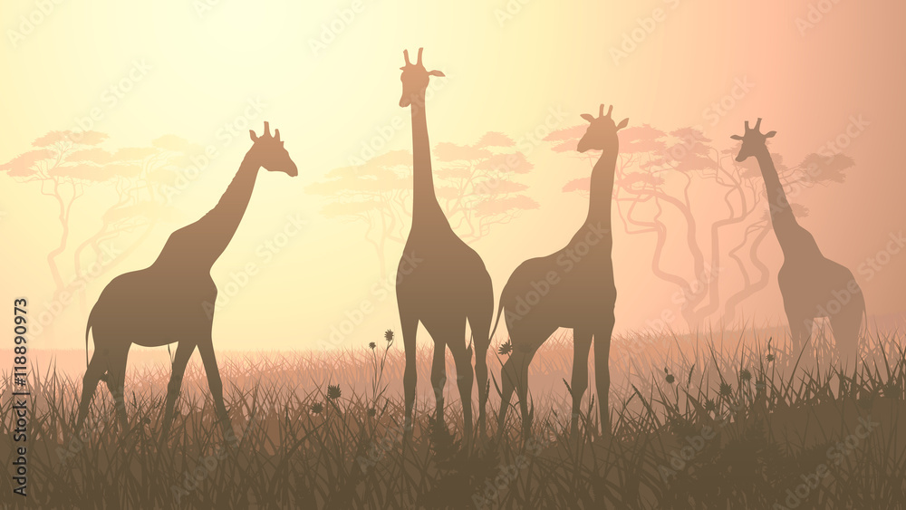 Obraz premium Poziome ilustracja dzikich żyraf w afrykańskiej sawannie.