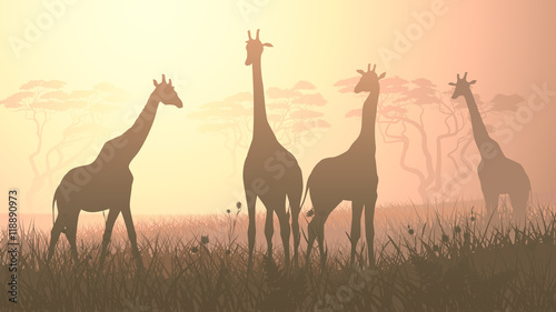 Horizontal illustration of wild giraffes in African savanna.