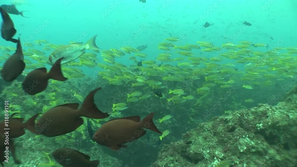 coral life diving Mozambique South Africa Underwater Video coral life diving Mozambique South Africa Underwater Video