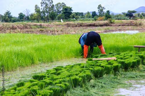 farmer preparation rice seedling to plant