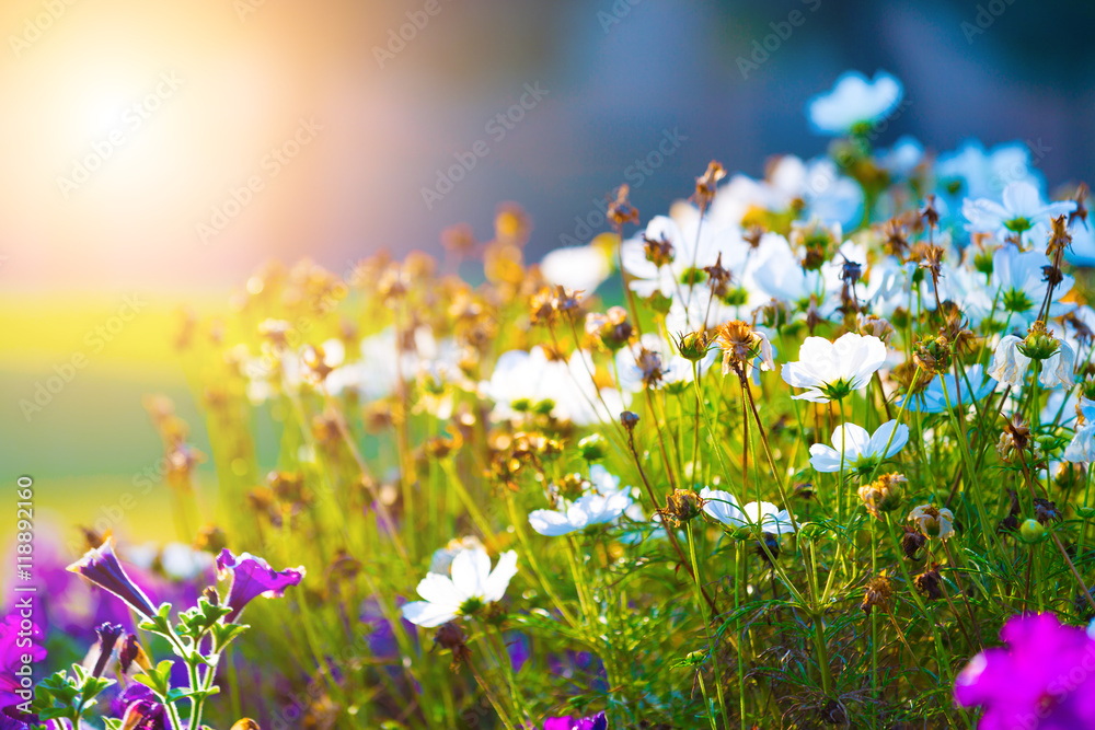 Daisies and sunrise in the park