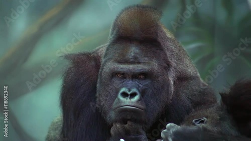 Big gorilla male, silverback lying, observing and scratching its eye. Close up shot
