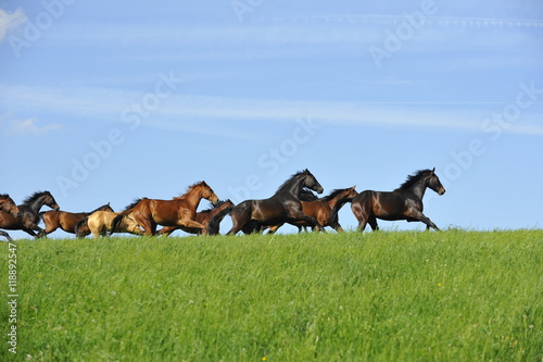 Pferde galoppieren über Weide