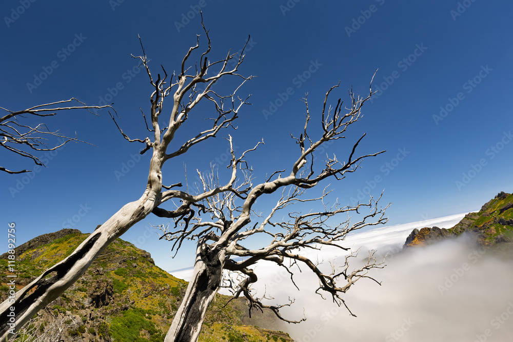 Dead trees on the way to Pico Ruivo, the highest point of the Madeira island, Portugal Dead trees on the way to Pico Ruivo, the highest point of the Madeira island, Portugal