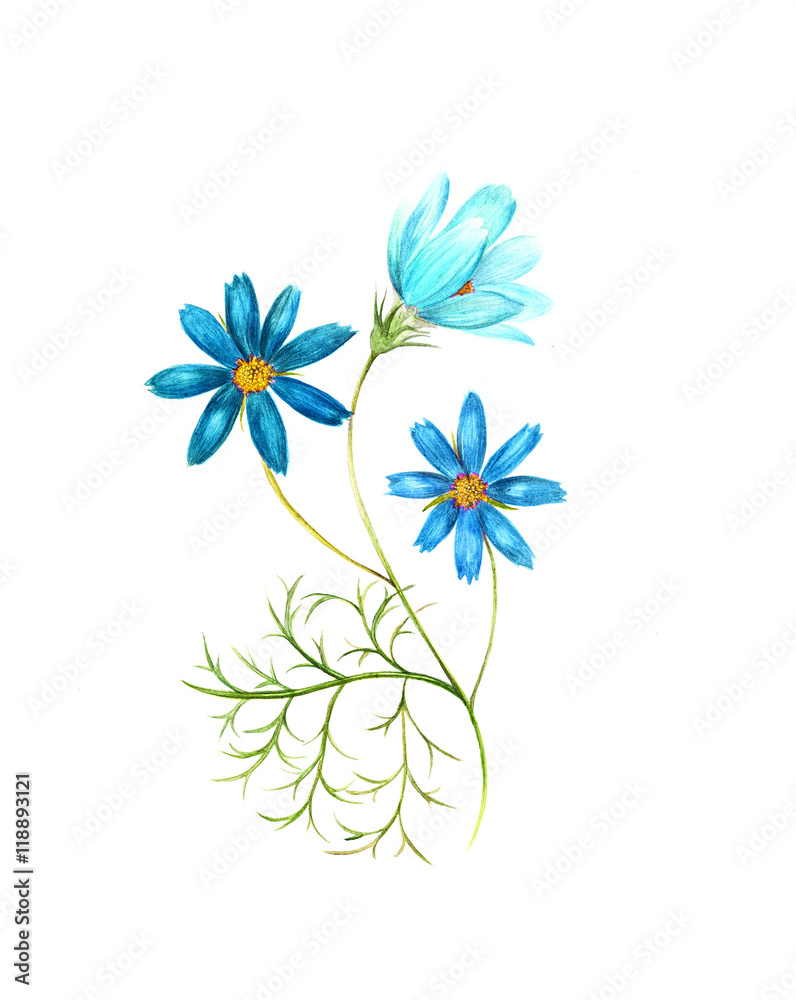 Watercolor painting of a cosmos flowers Watercolor painting of a cosmos flowers