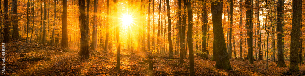 Wald Panorama im Herbst mit Sonnenschein