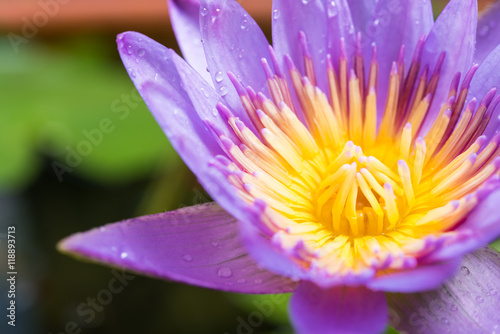 image of water lily or a lotus flower