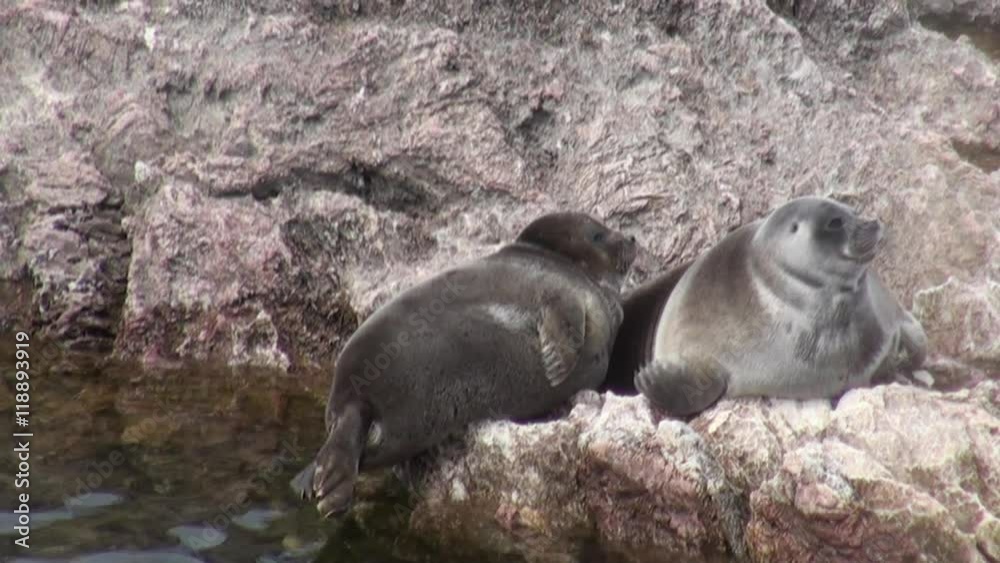 Baikal seal Pusa sibirica on Ushkany Islands belongs to type of animal pinnipeds on rocks in freshwater. It lives only in Lake Baikal. Mothers and cute newborn Pup calves bask on stones. Ecotourism. Baikal seal Pusa sibirica on Ushkany Islands belongs to type of animal pinnipeds on rocks in freshwater. It lives only in Lake Baikal. Mothers and cute newborn Pup calves bask on stones. Ecotourism.