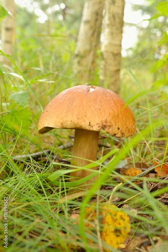 Mushrooms Bolete, fungus in wild (Boletus pinophilus)