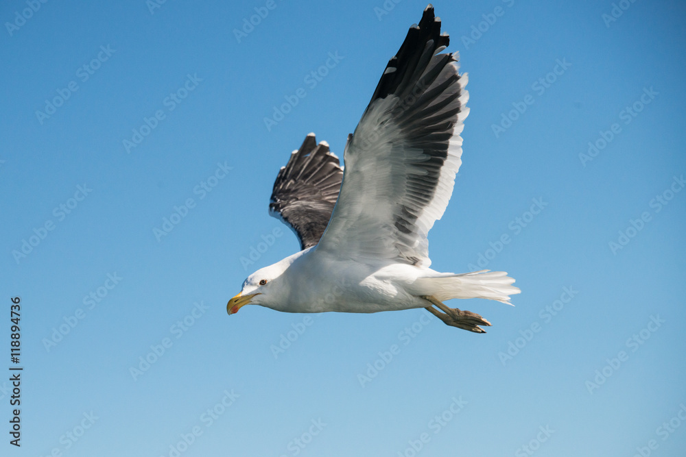 A gull flying against a bright blue sky in South Africa A gull flying against a bright blue sky in South Africa