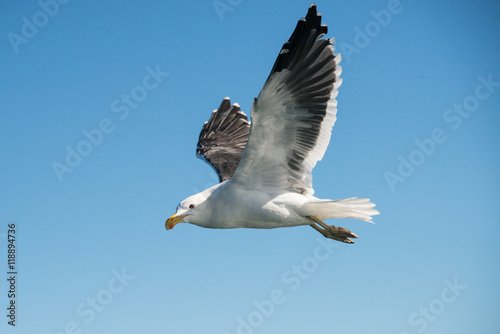 A gull flying against a bright blue sky in South Africa