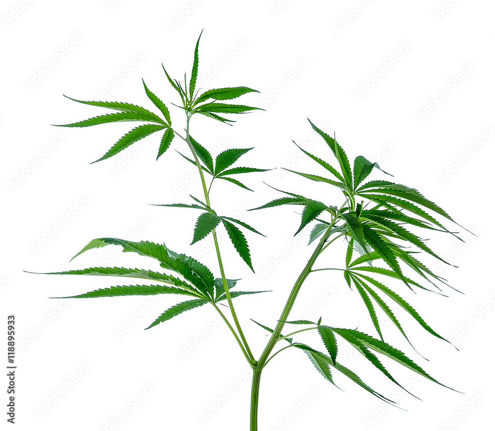 Fototapeta premium Marijuana Plants on white background