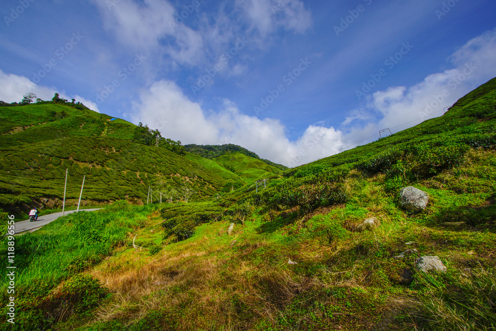 Tea plantation