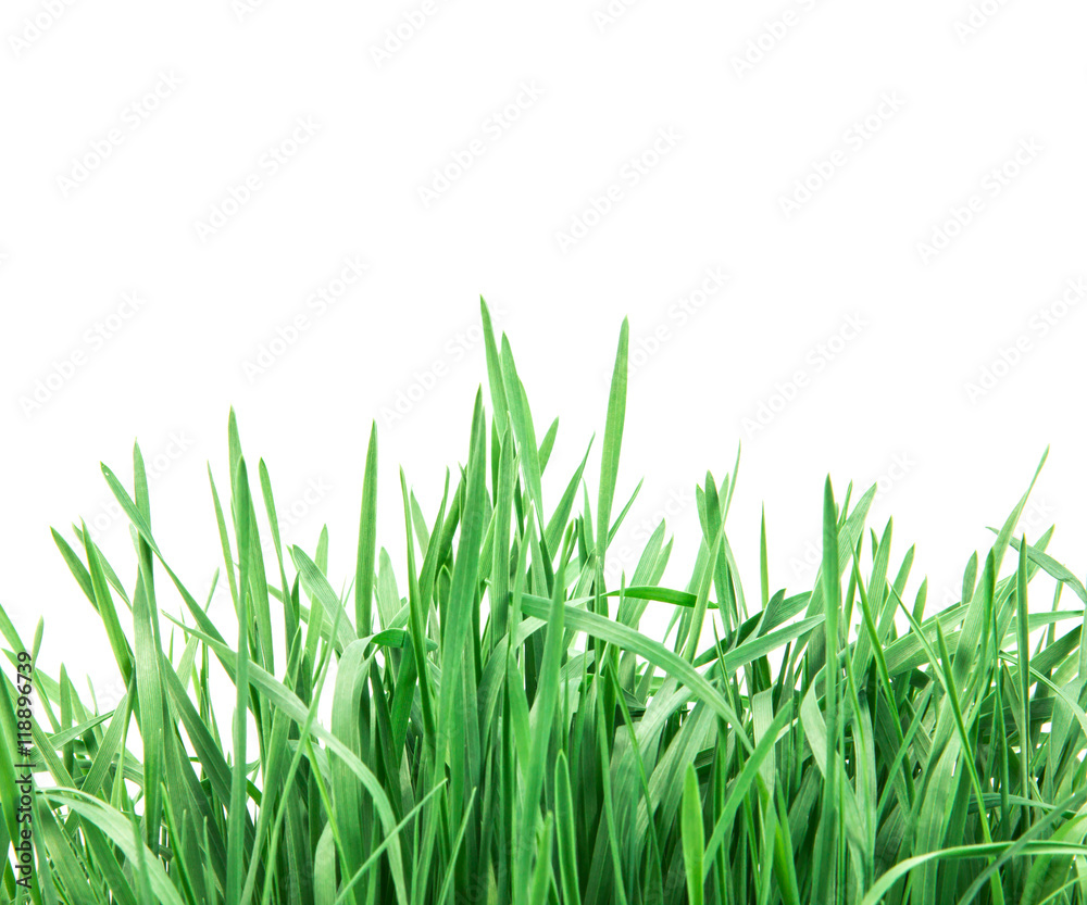 fresh green grass on white background fresh green grass on white background