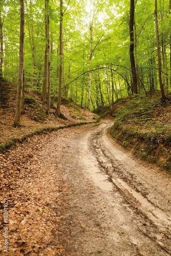 loess ravine in Roztocze, Poland