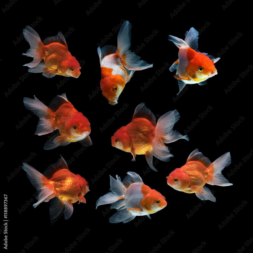 Naklejka premium Gold fish isolated on black background