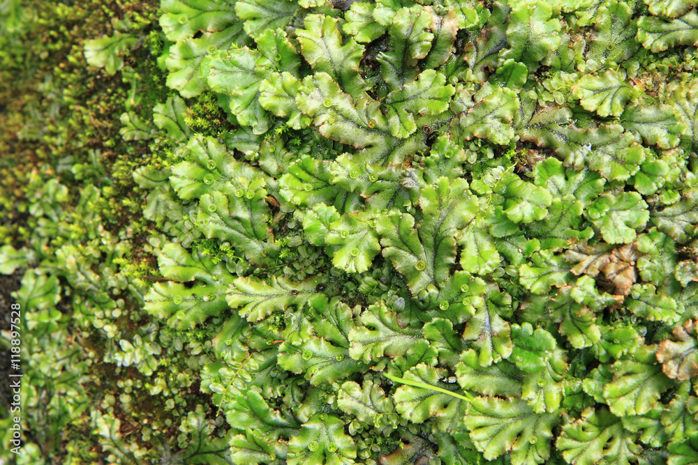 lichen and moss background lichen and moss background