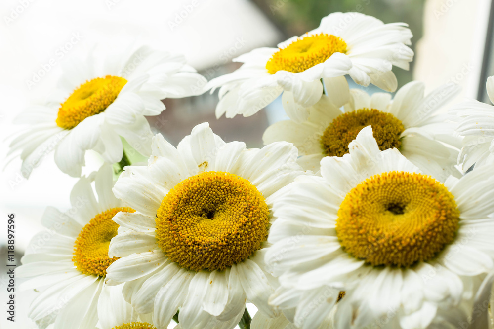 Fototapeta premium light chamomile background