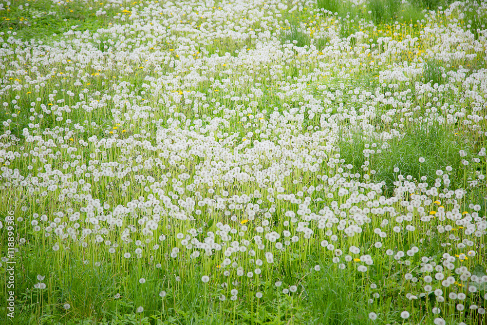 Fototapeta premium field of dandelions