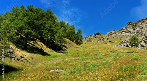 view up on alpine landscape with rocks and spruce