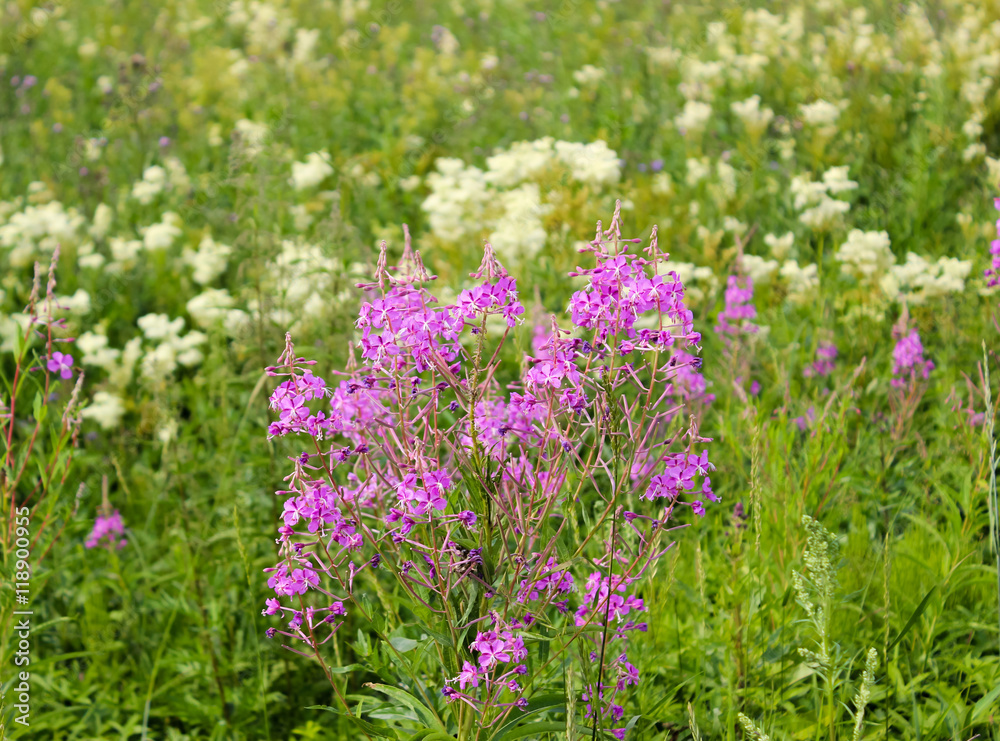 Fototapeta premium Pink medicinal flowers.
