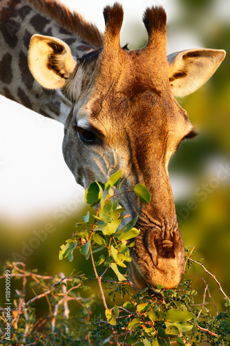 Giraffe closeup feeding on mopane veld in Kruger National Park. Giraffa camelopardalis