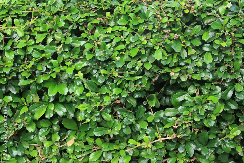 Green leaves wall background Green leaves wall background