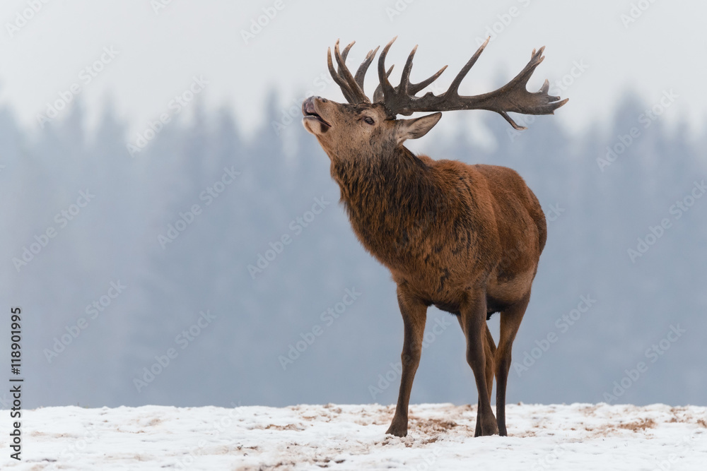 Single roaring beautiful deer on snowy field on forest background. Big red deer with beautiful horns on a snow-covered field.
