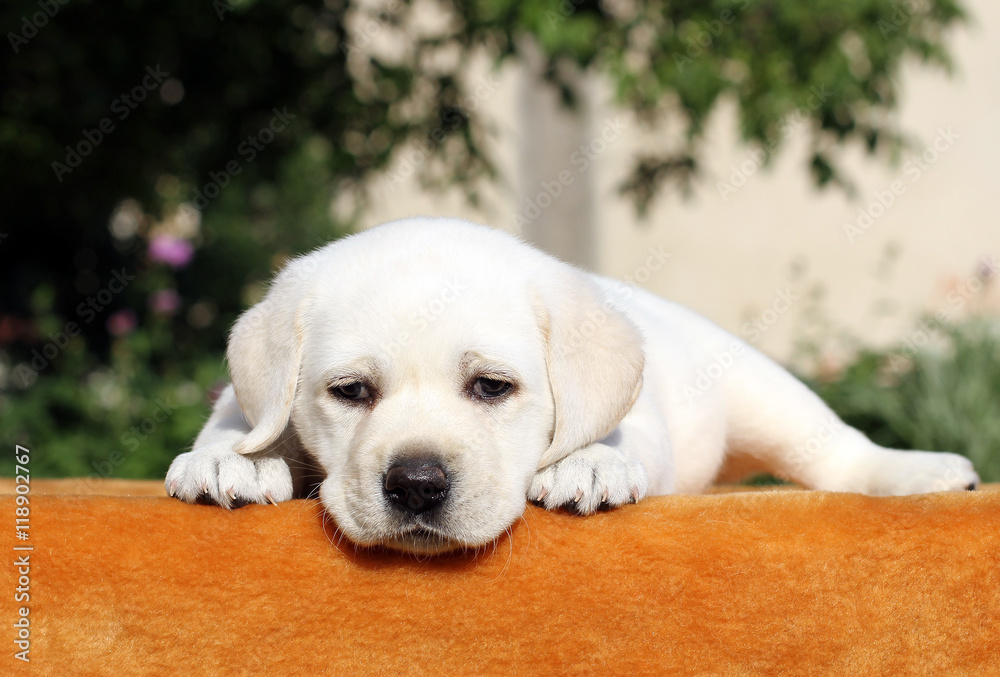 little labrador puppy on an orange background little labrador puppy on an orange background