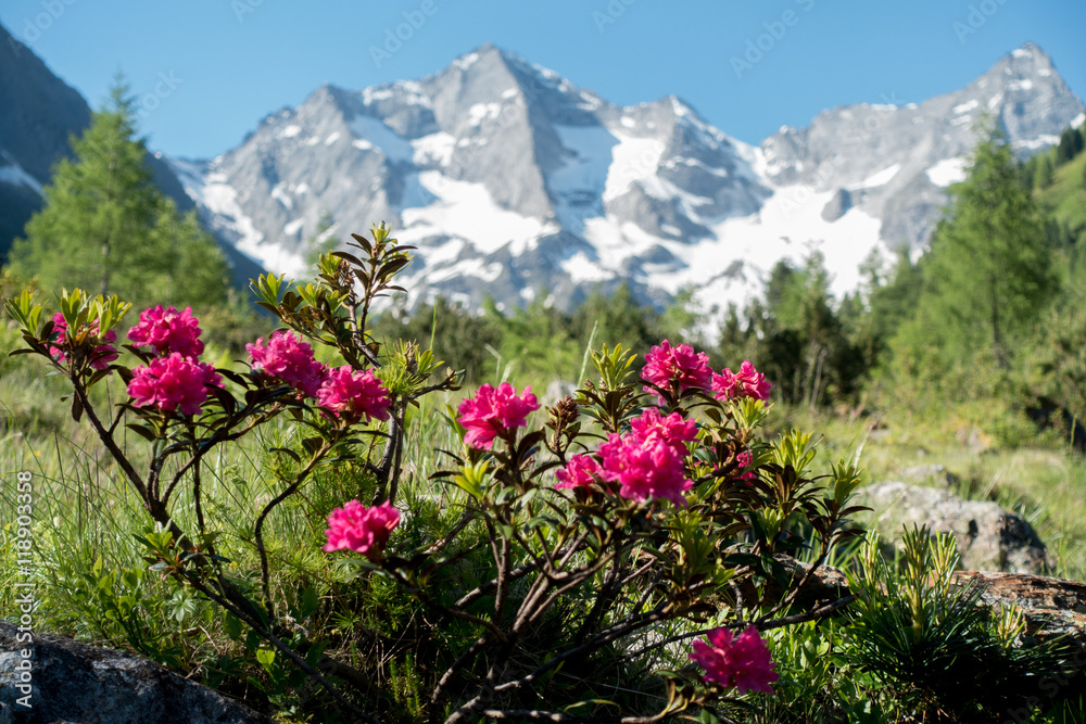 Alpenrosen und Bergkette im Hintergrund