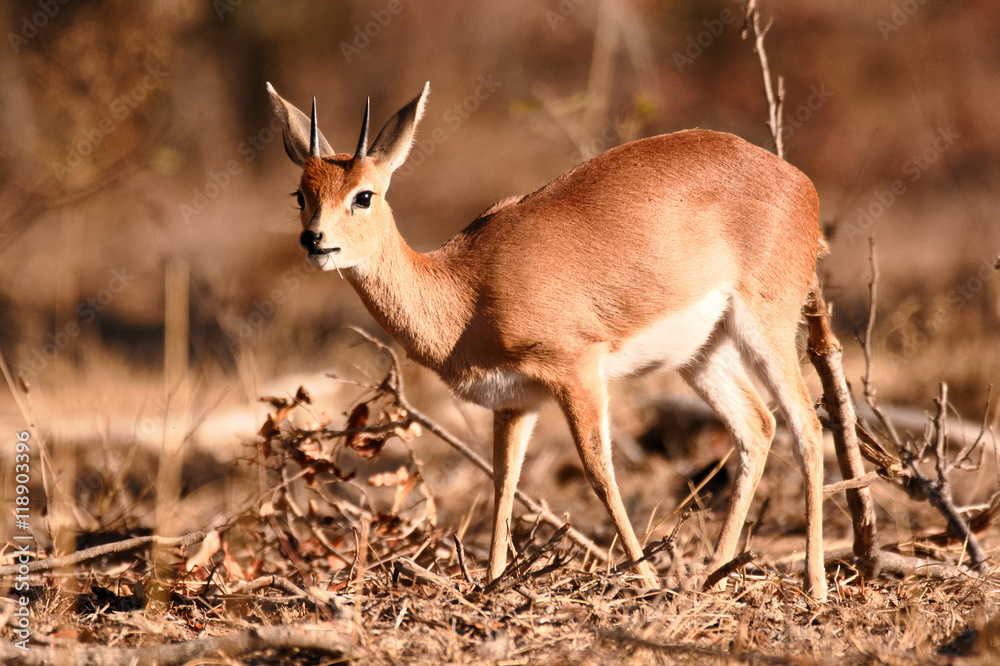 Lone steenbok browsing in the open and dry winter drought conditions Lone steenbok browsing in the open and dry winter drought conditions