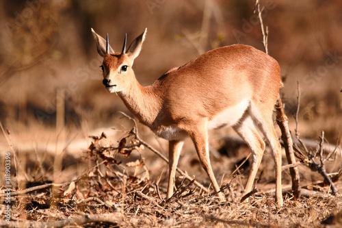 Lone steenbok browsing in the open and dry winter drought conditions photo
