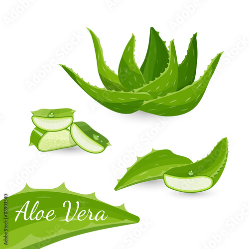 Aloe vera plant and its parts, vector illustration