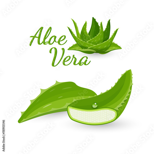 Aloe vera plant and its parts, vector illustration