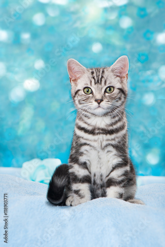 Fototapeta Naklejka Na Ścianę i Meble -  Britisch Kurzhaar Kätzchen