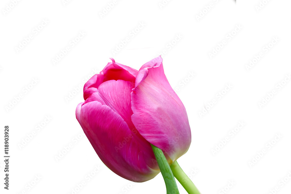 pink tulip flower isolated on white background