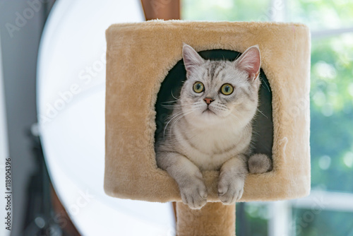 Cute tabby persian cat