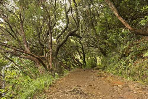 Path down the levada on Madeira island. Caldeirao Verde, Madeira, Portugal