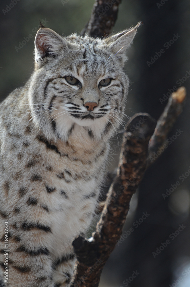 Fototapeta premium Lynx Perched in a Tree