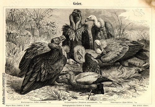 фотографія Vultures (from left) - cinereous vulture, Egyptian vulture, griffon vulture (from Meyers Lexikon, 1895, 7 vol