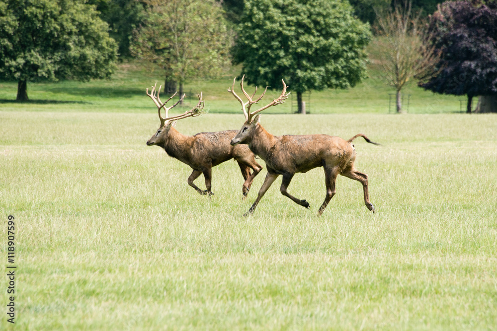 Naklejka premium Red deer in a deer park in England