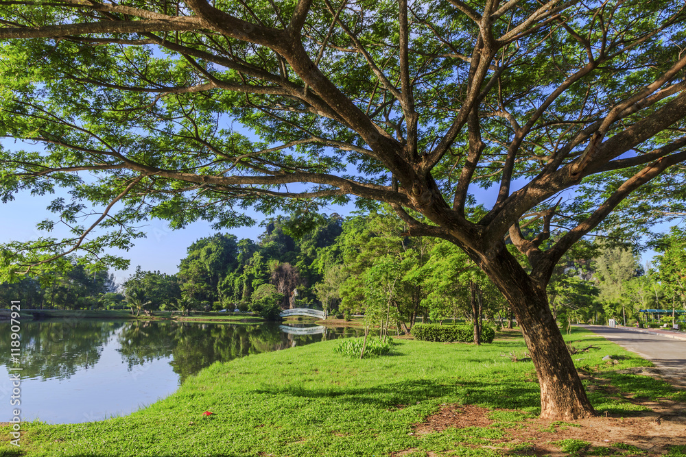 tree in public park at Phang Nga Province in south Thailand tree in public park at Phang Nga Province in south Thailand