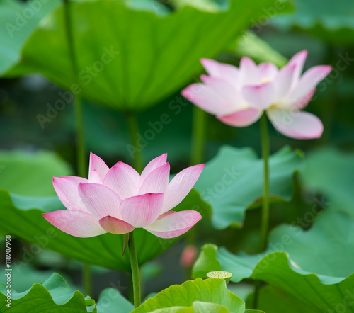 lotus bloom in the pond