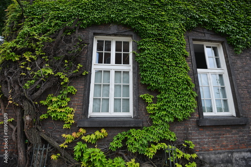 covered with ivy wall