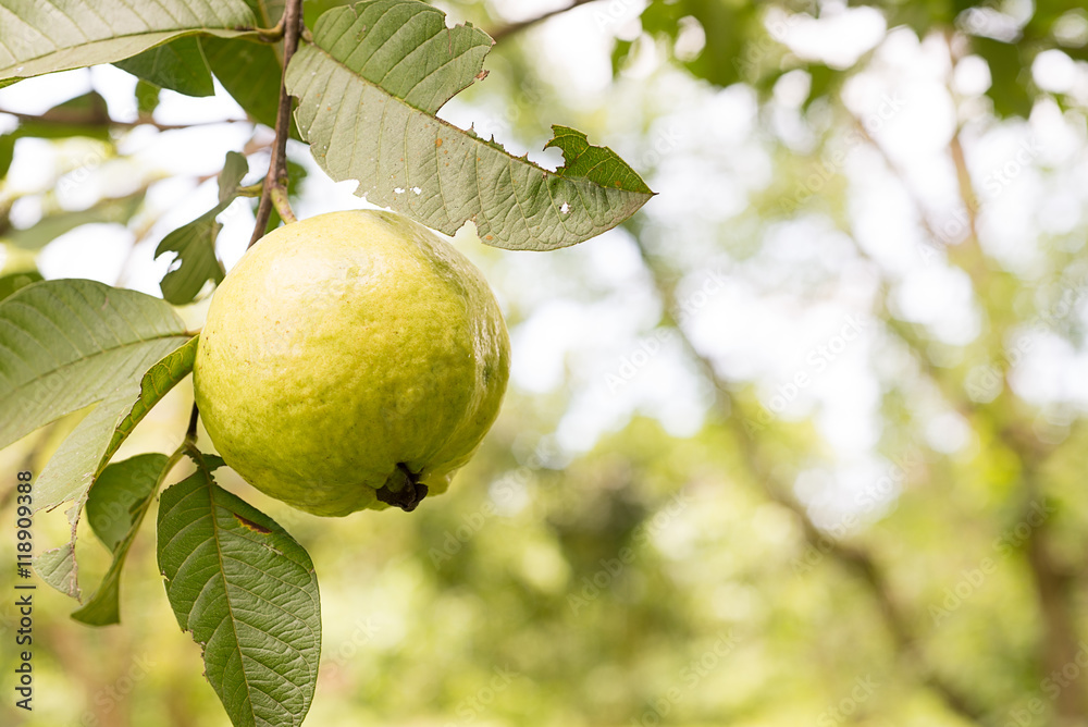 Guava fruit
Guava fruit