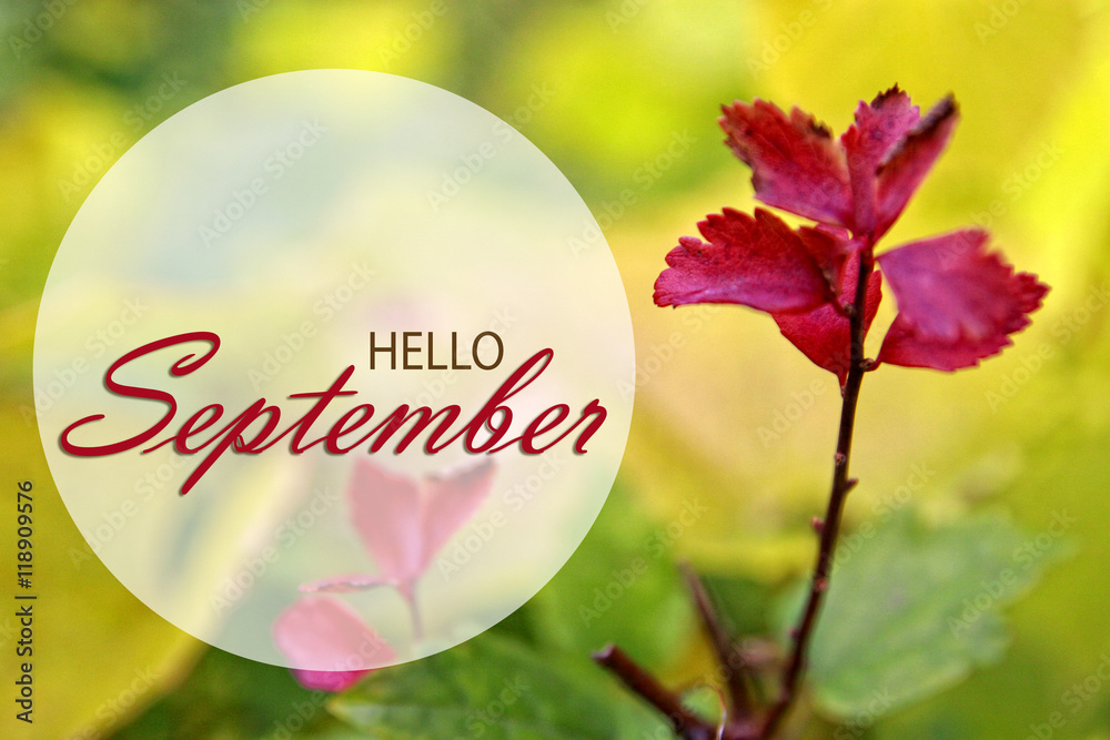 Hello September wallpaper, autumn background with red leaves Stock