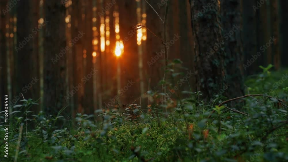 Camera moving across summer pine forest. Sunset light creating beautiful lens flare Camera moving across summer pine forest. Sunset light creating beautiful lens flare