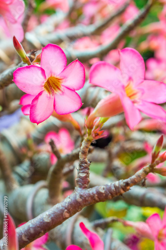 Colorful flowers of Adenium obesum plant. It is  a species of flowering plant.